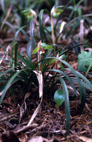 山野草のご紹介(∩´∀｀)∩ | 道の駅林林館