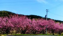 八重桜・ウコン桜満開です 八重桜・ウコン桜満開です