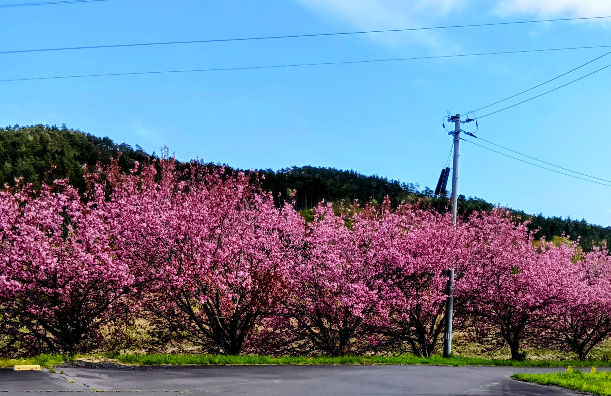八重桜・ウコン桜満開です | 道の駅林林館