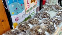 秋の味覚【舞茸】入荷！おふるまいのお知らせ